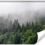 Carta Da Parati Alberi Nella Nebbia