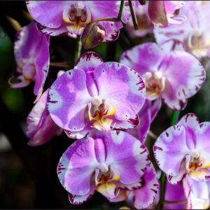 Carta Da Parati Bellissime Orchidee