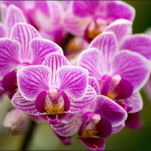 Carta Da Parati Bouquet Di Orchidee