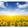 Carta Da Parati Campo Di Girasoli In Fiore