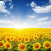 Carta Da Parati Campo Di Girasoli In Fiore