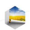Carta Da Parati Campo Di Girasoli In Fiore