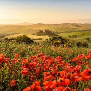 Carta Da Parati Campo Di Papaveri