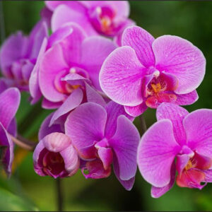 Carta Da Parati Fiori Di Orchidea 3D