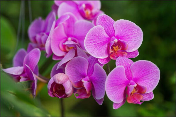 Carta Da Parati Fiori Di Orchidea 3D