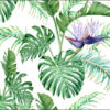 Carta Da Parati Foglie Di Monstera
