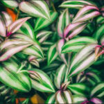 Carta Da Parati Foglie Tropicali