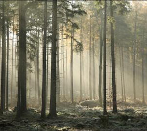 Carta Da Parati Foresta Alberi Nebbia