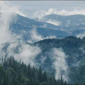 Carta Da Parati Foresta Nella Nebbia