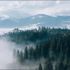 Carta Da Parati Foresta Nella Nebbia