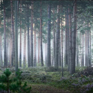 Carta Da Parati Foresta Nella Nebbia