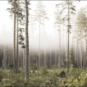 Carta Da Parati Foresta Nella Nebbia