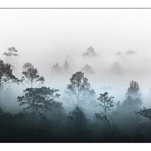 Carta Da Parati Foresta Nella Nebbia