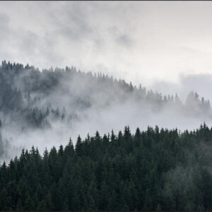 Carta Da Parati Foresta Nella Nebbia