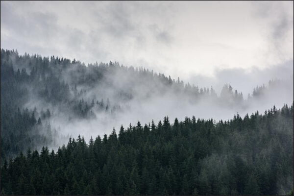 Carta Da Parati Foresta Nella Nebbia