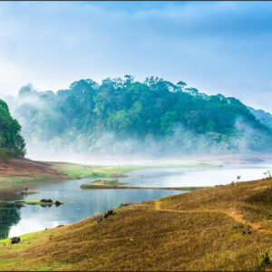 Carta Da Parati Foresta Nella Nebbia