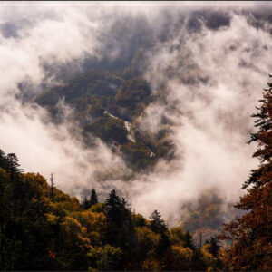 Carta Da Parati Foresta Nella Nebbia