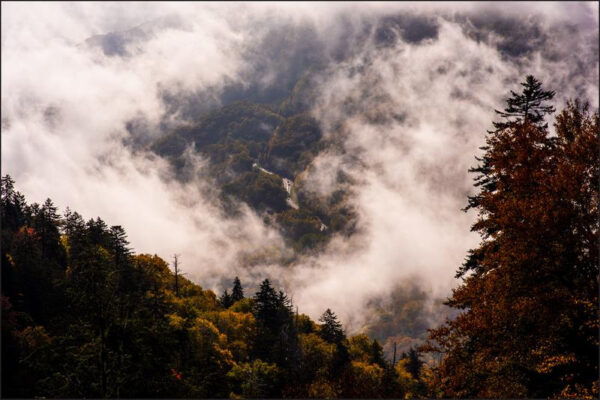 Carta Da Parati Foresta Nella Nebbia