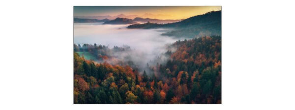 Carta Da Parati Foresta Nella Nebbia