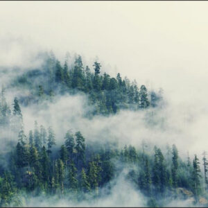 Carta Da Parati Foresta Nella Nebbia