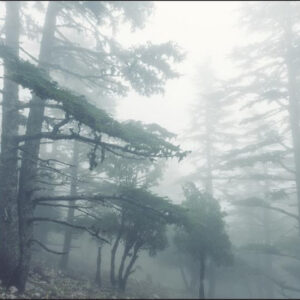 Carta Da Parati Foresta Nella Nebbia