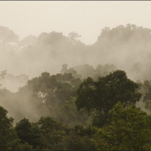 Carta Da Parati Foresta Nella Nebbia