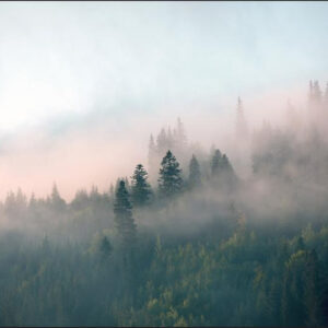 Carta Da Parati Foresta Nella Nebbia