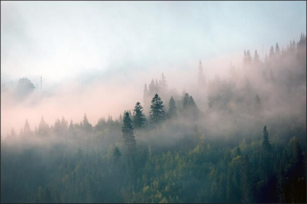 Carta Da Parati Foresta Nella Nebbia