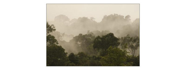 Carta Da Parati Foresta Nella Nebbia