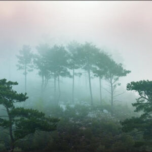 Carta Da Parati Foresta Nella Nebbia