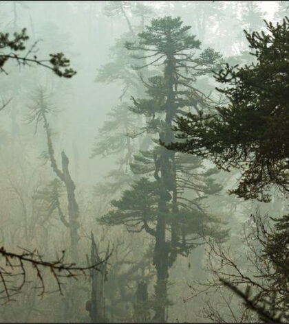 Carta Da Parati Foresta Nella Nebbia