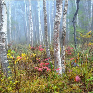 Carta Da Parati Foresta Nella Nebbia