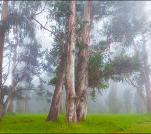 Carta Da Parati Foresta Nella Nebbia