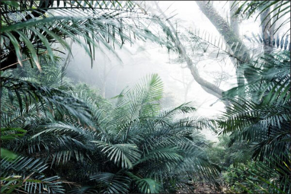 Carta Da Parati Foresta Nella Nebbia