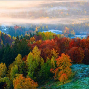 Carta Da Parati Foresta Nella Nebbia