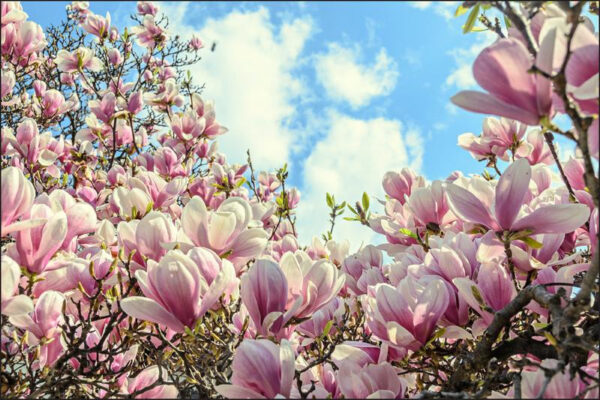Carta Da Parati Magnolia Fiorita Colorata