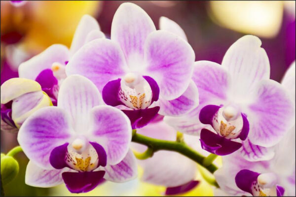 Carta Da Parati Orchidea Tropicale