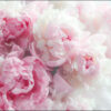 Carta Da Parati Peonie In Fiore