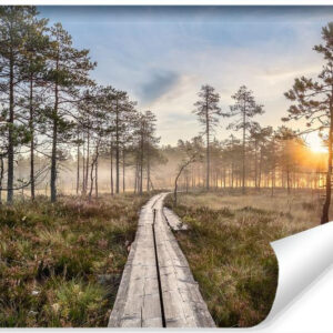 Carta Da Parati Sentiero In Legno Nella Foresta