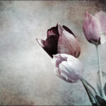 Carta Da Parati Tulipani D'epoca